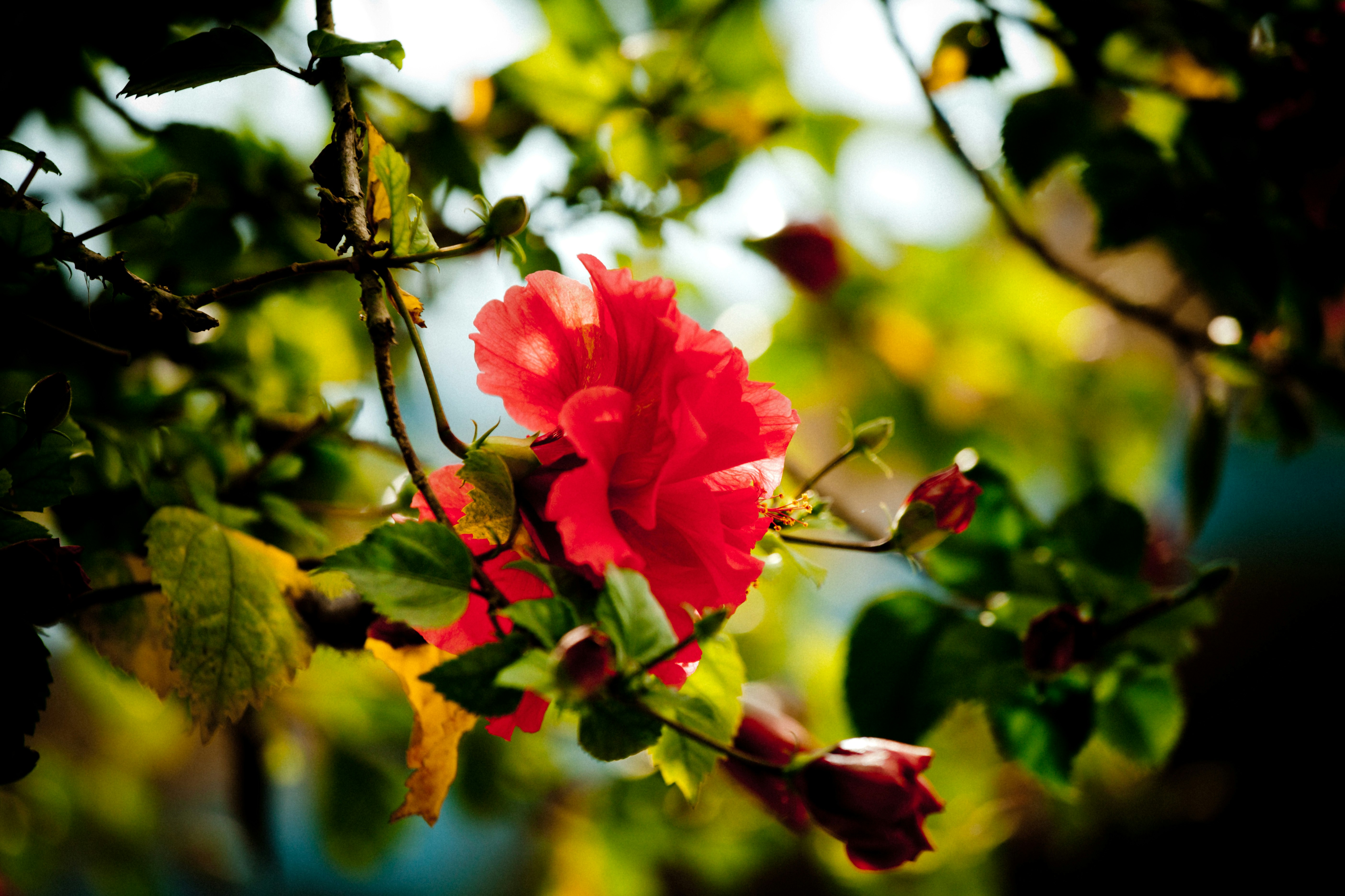 red flower in tilt shift lens